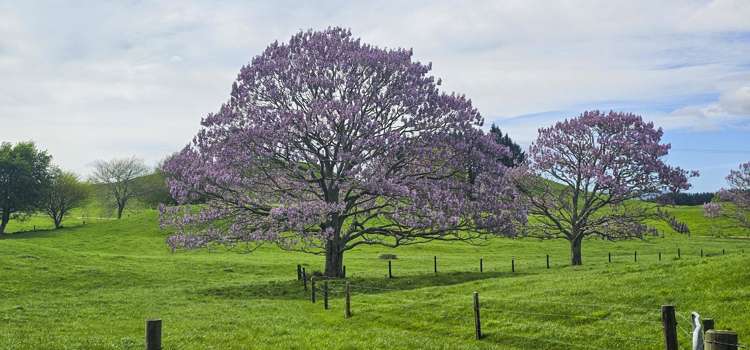 441 State Highway 38 Rerewhakaaitu_4