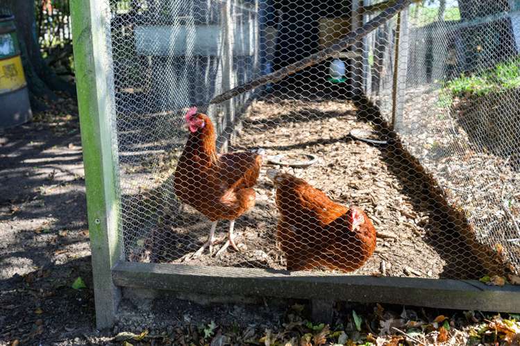 176 Kairanga Bunnythorpe Road Bunnythorpe_39