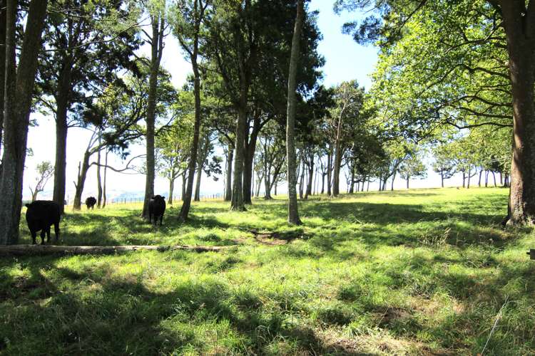 425 Murray Road Pukekawa_15