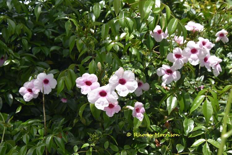 224a Petley Road Paparoa_39