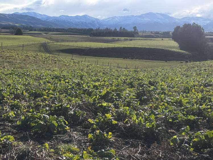 455 Albury Fairlie Road Mackenzie Country_25