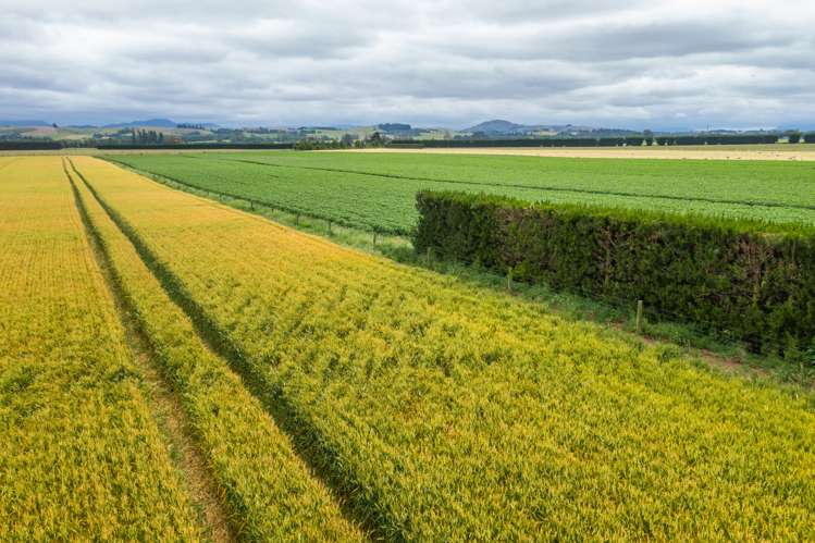 Waireka Road Darfield_20