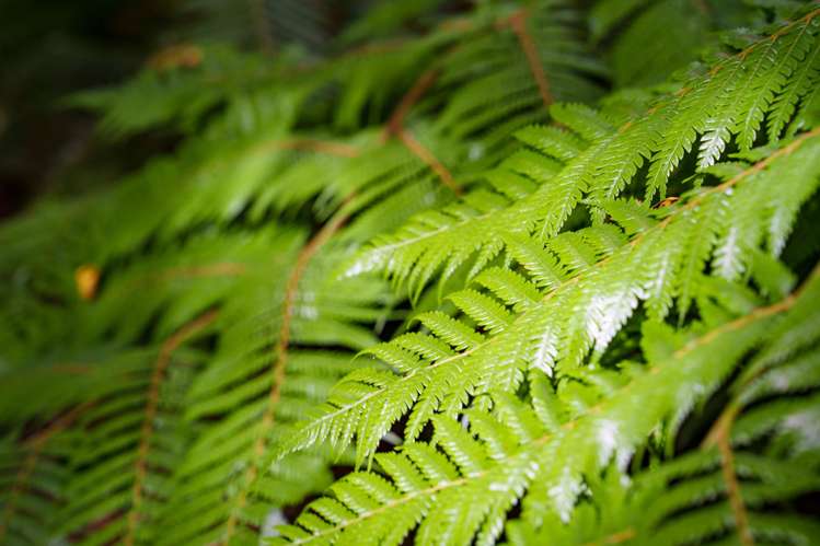 30 Ruru Avenue St Leonards_8