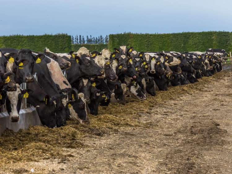 46 Mitchells Road Bankside_8