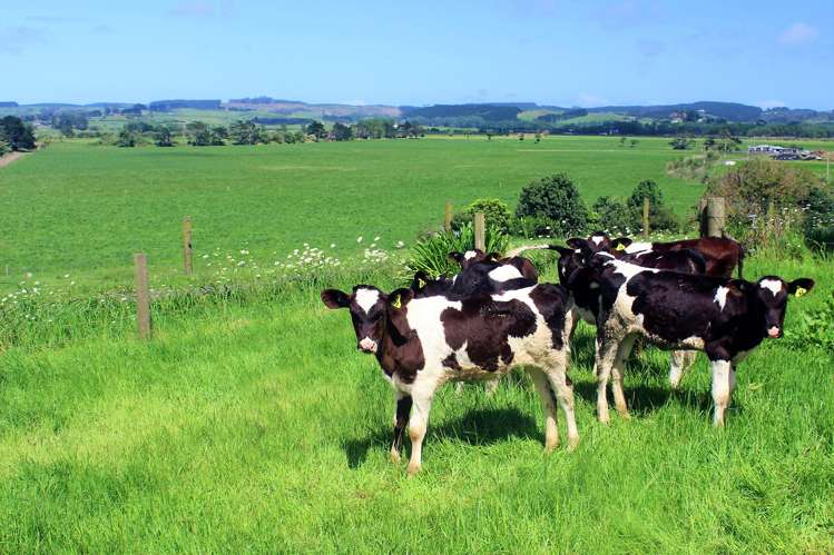 23 Rogan Avenue Helensville_3