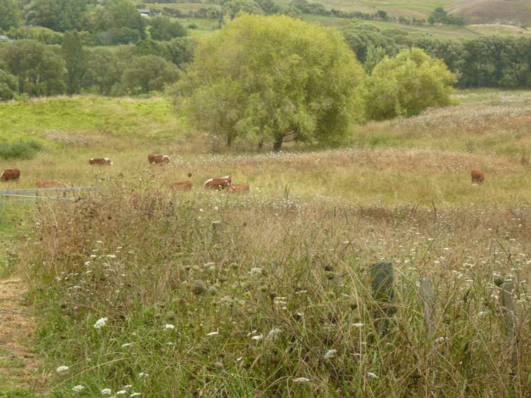 87 Rangiora Road Kaiwaka_13