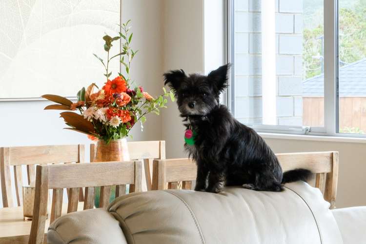 1 Remana Crescent Huapai_10