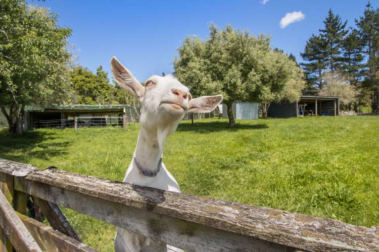 234 Walford Road Aongatete_32