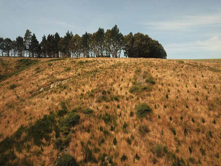 Sunflower Road Balclutha_7