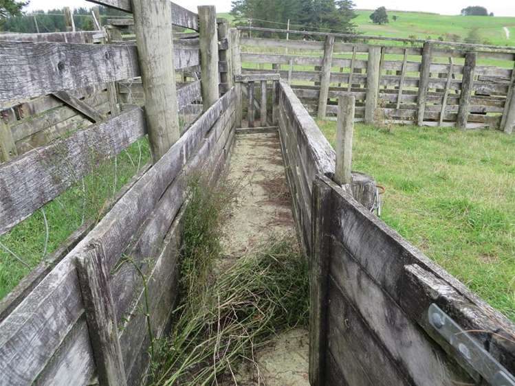 Ovens Road Matakohe_17