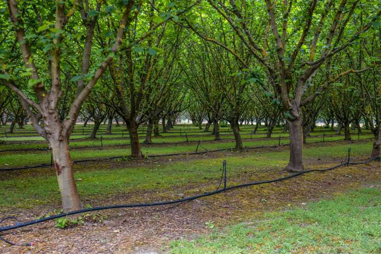 1061 Tram Road Swannanoa_20