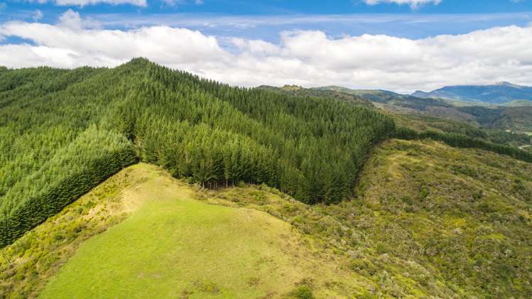 845 Shenandoah Highway Murchison_8