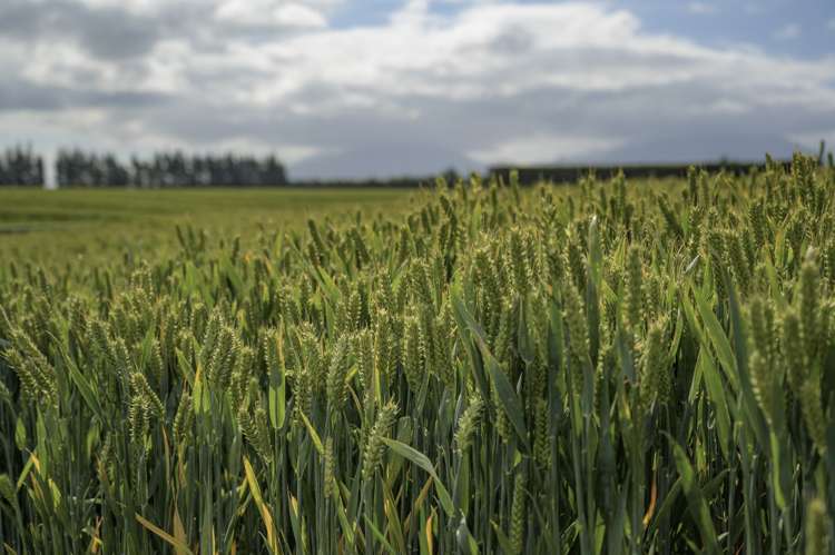 337 Reynolds Road Methven_5