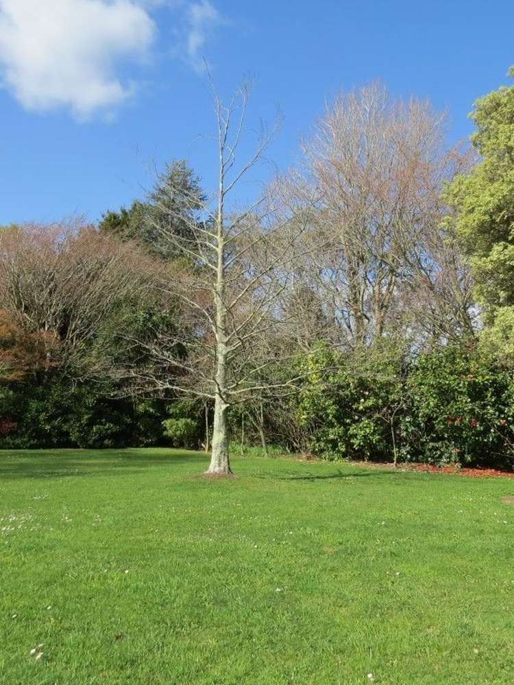 34 Tararua Street Pahiatua_12