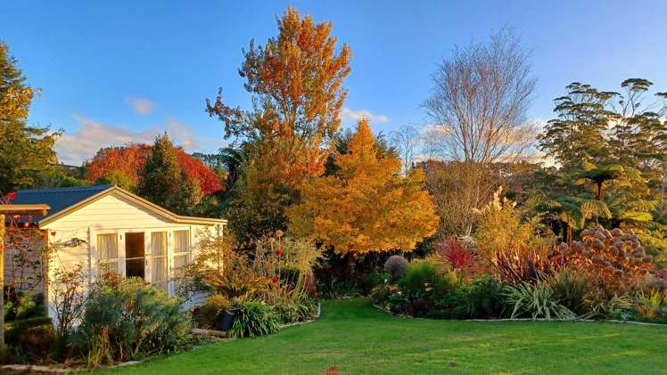 480B Youngson Road Whakamarama_5