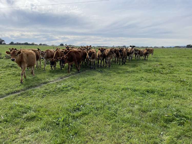 1228 Camerons Line Feilding_8