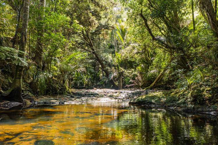 109 Blackbridge Road Dairy Flat_17