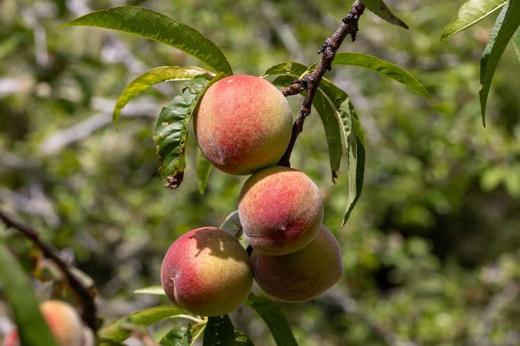 954 Pakiri Road Pakiri_23