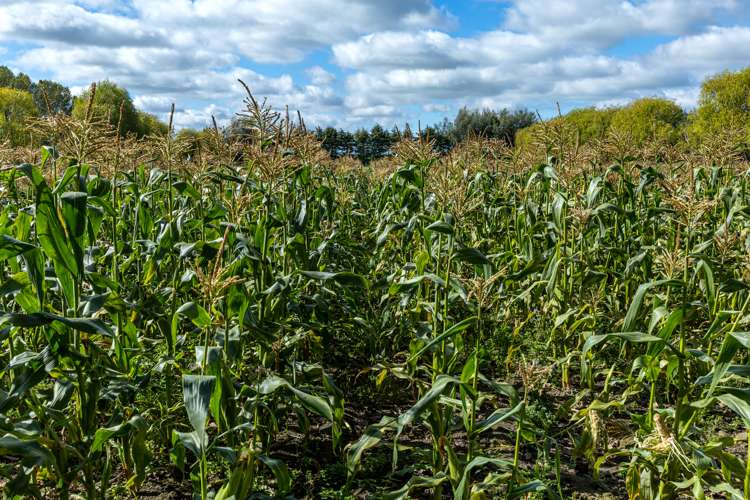 10 Burke Street Pleasant Point_1