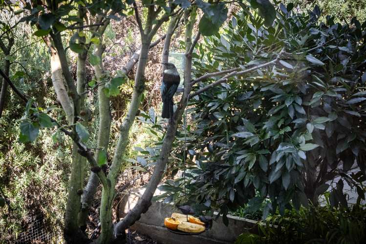 37 Simla Avenue Havelock North_17