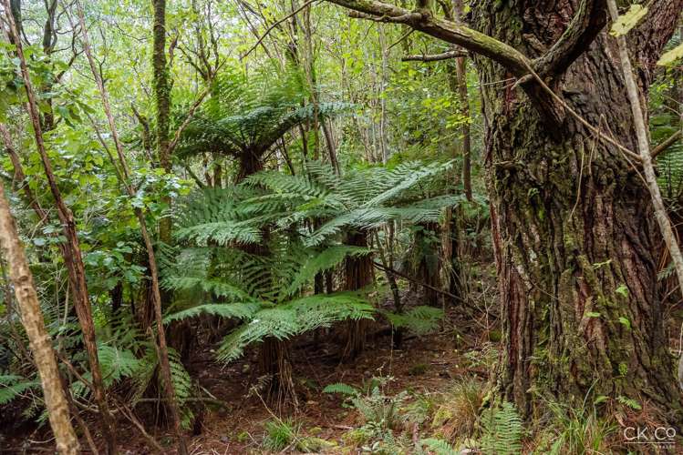 Zero Akatarawa Road Brown Owl_13