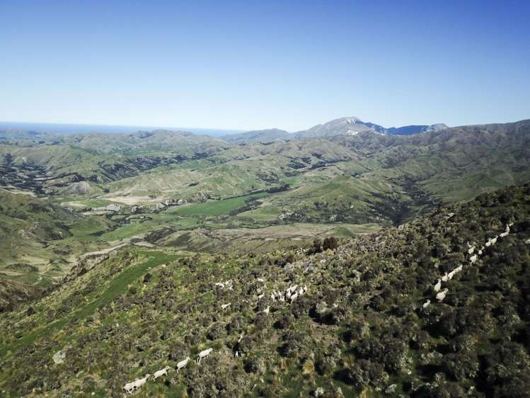 496 Haldons Road Seddon_9