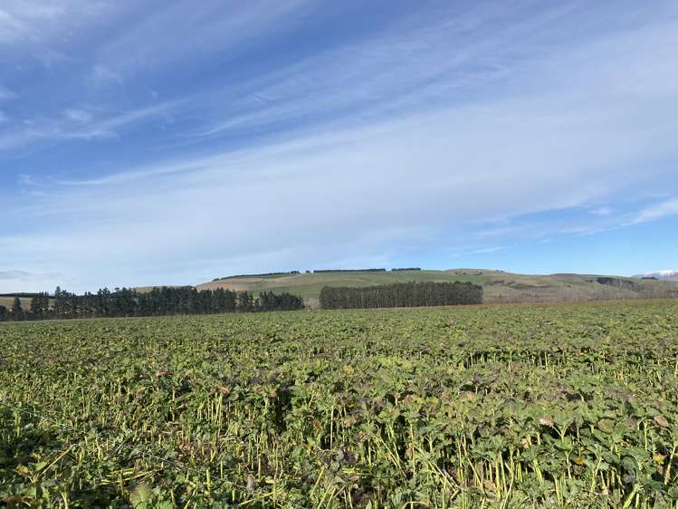 305 Tengawai Flat Road Pleasant Point_13