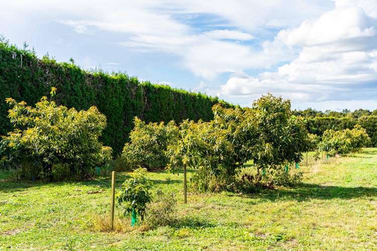 440 Mangakahia Road Maungatapere_28