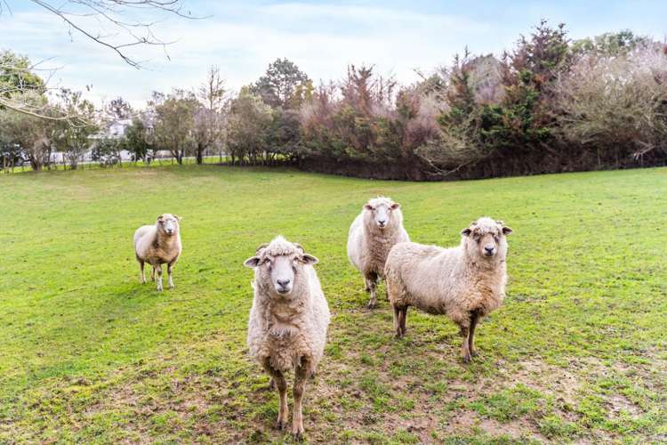 191 George Street Tuakau_35