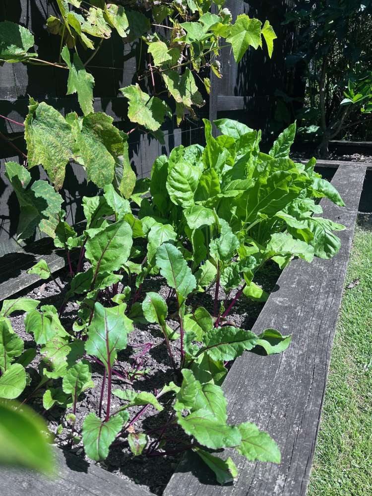 209 Millwater Parkway Silverdale_42