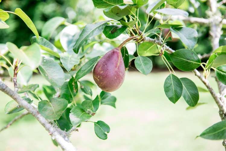 195 Kanohi Road Kaukapakapa_18