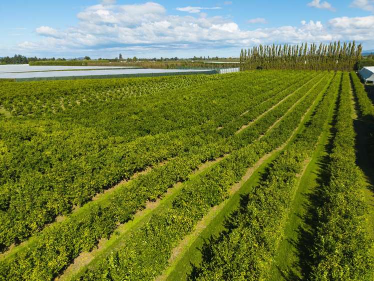 75 Brown Road Ormond_22