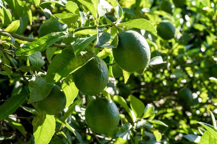 15 Haldane Street Elgin_23