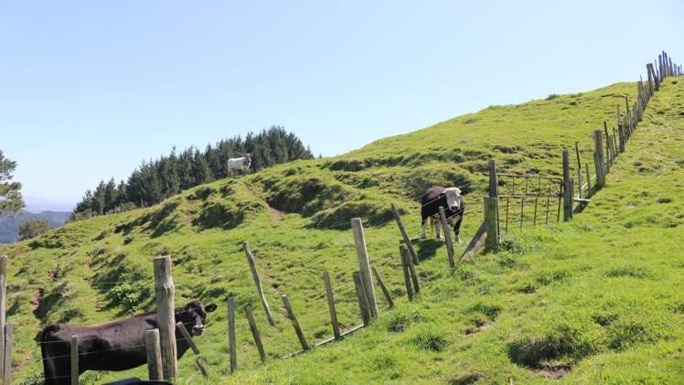 471b Taneatua Road Taneatua_10