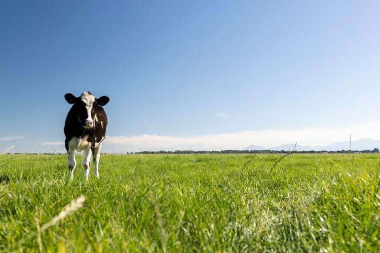 Morgans Road Hororata_12