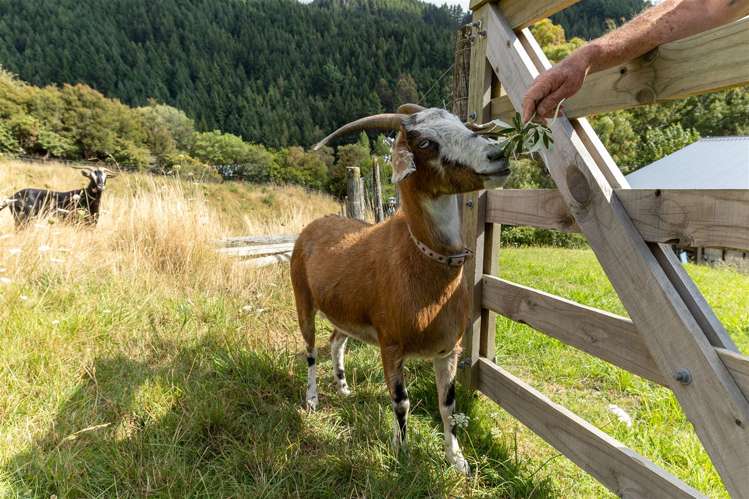 14 Ralphine Way Maitai_31