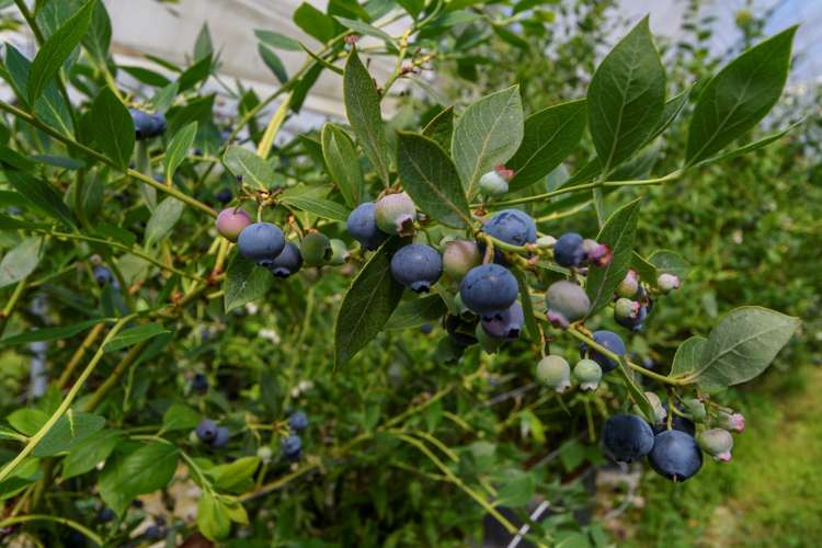 44 Walker Road West Aongatete_26