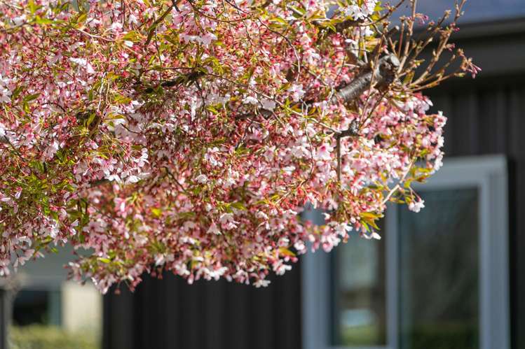 1 Missy Crescent, Mount Pisa Cromwell_22