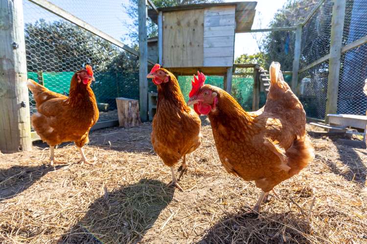 63 Tachalls Road Ward_24