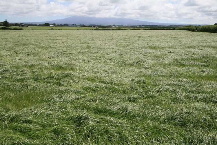 492 Manaia Road Manaia_7