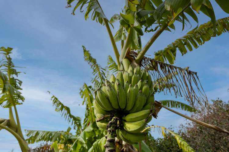 17 Maraenui Drive Kerikeri_7