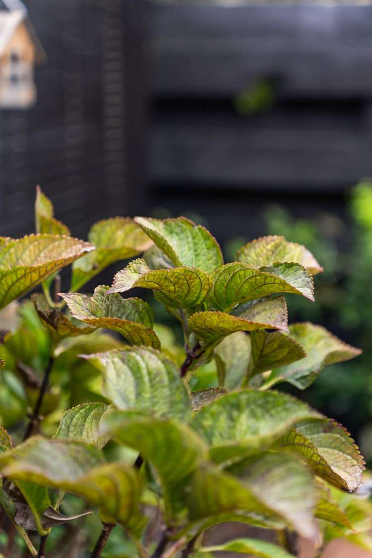 3/17 Saltburn Road Milford_12