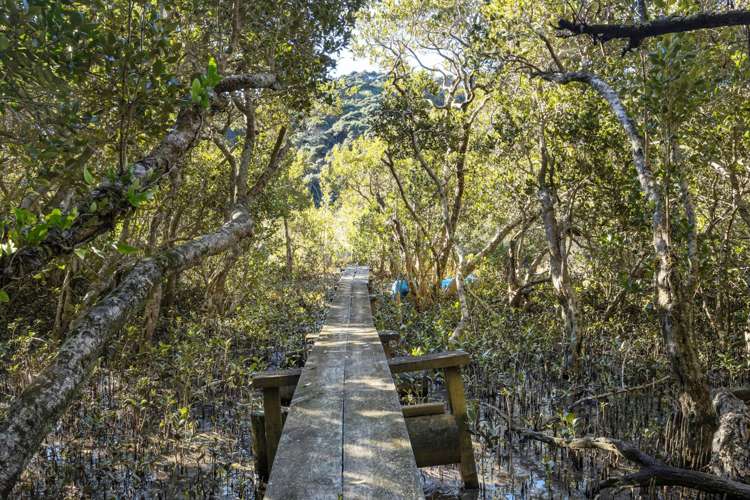 156 Laingholm Drive Laingholm_19