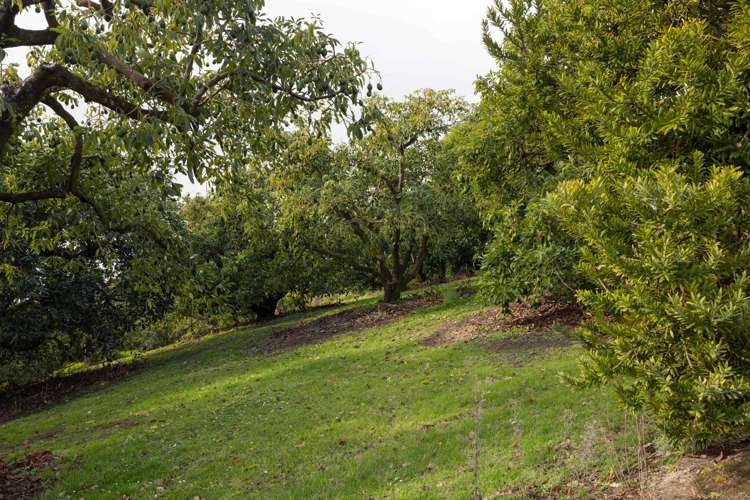 289 Pahoia Road Whakamarama_31