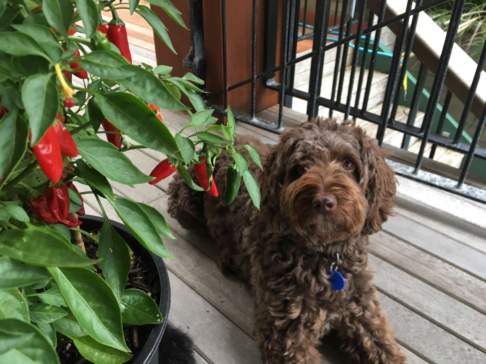 Trust your pooch to sell your house?