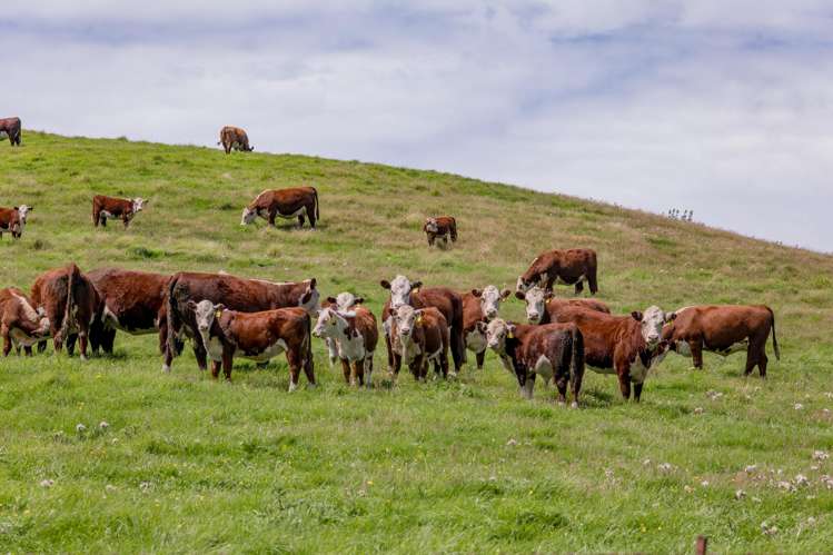 299 Domett Road Domett_21