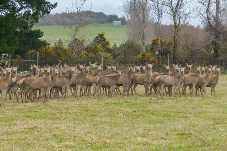 199 Mossburn Five Rivers Road Te Anau Surrounds_20
