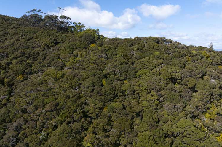 LOT 2 303 Waiaua Road Hihi_18