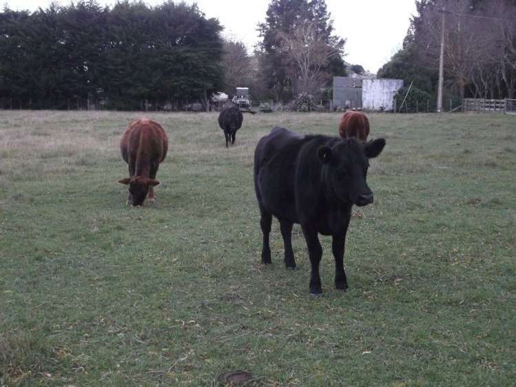 129 Sydney Terrace Takapau_18