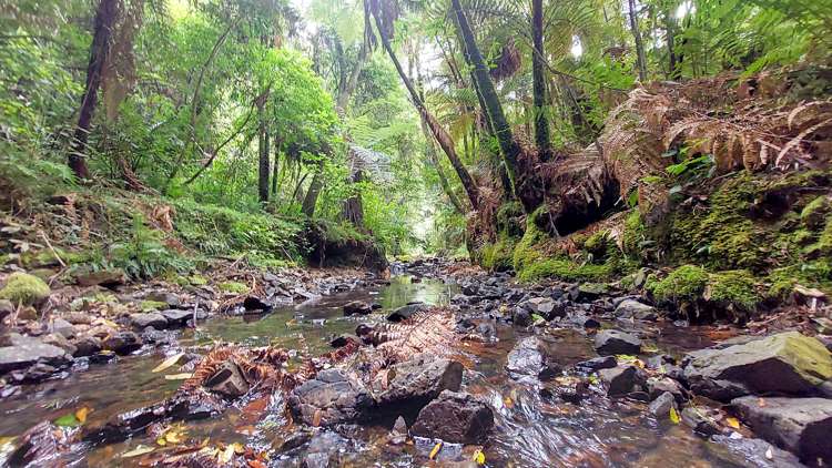 114 Hay Road Hukerenui and Surrounds_34